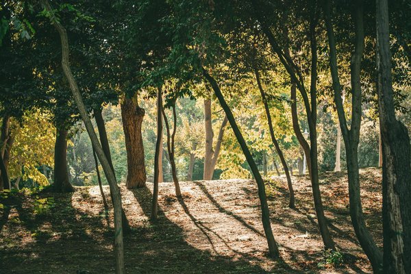 Chia : Découvertes Surprenantes sur leurs Bienfaits pour Réguler le Cholestérol
